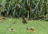 Cape Robin Chat