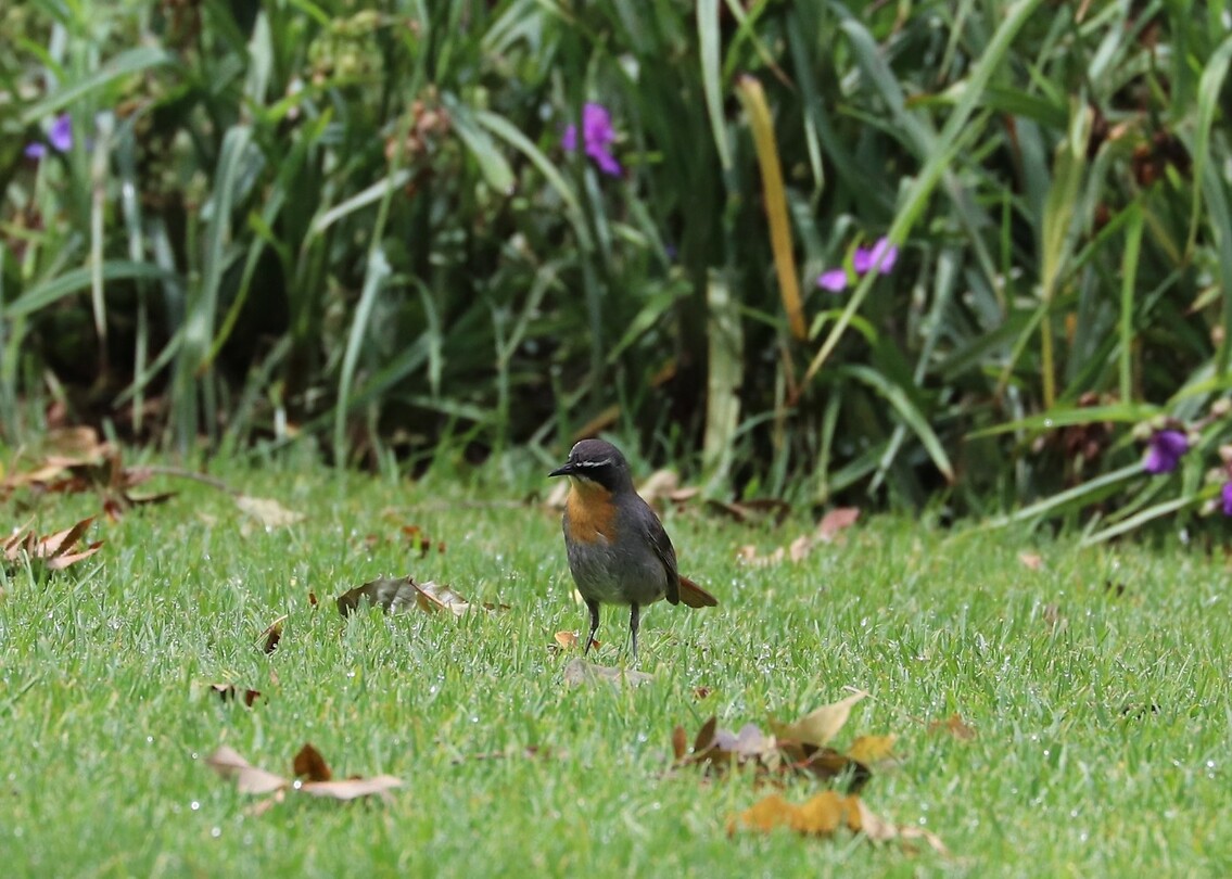 Cape Robin Chat