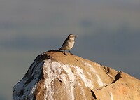 Female Cape Sparrow