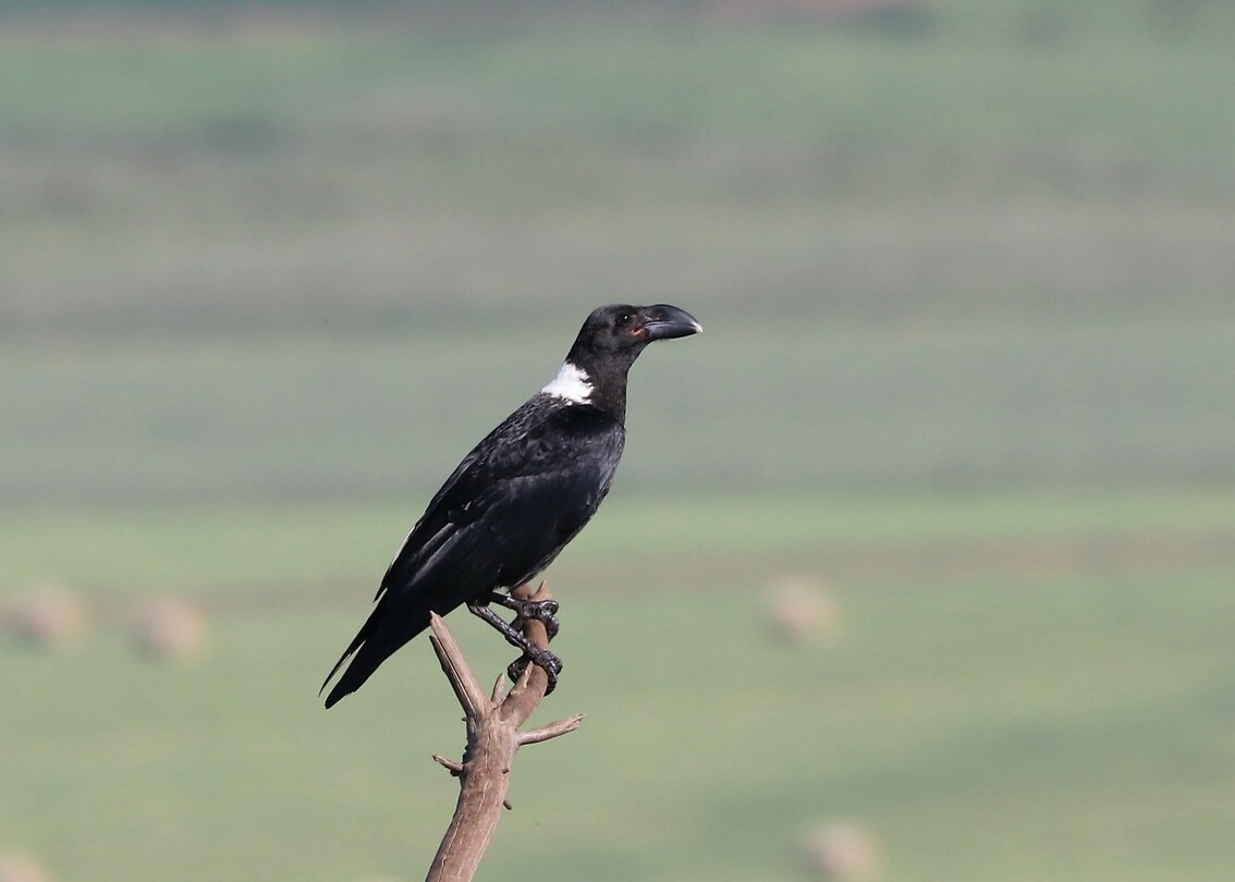 White-Necked Raven