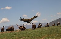 Landing