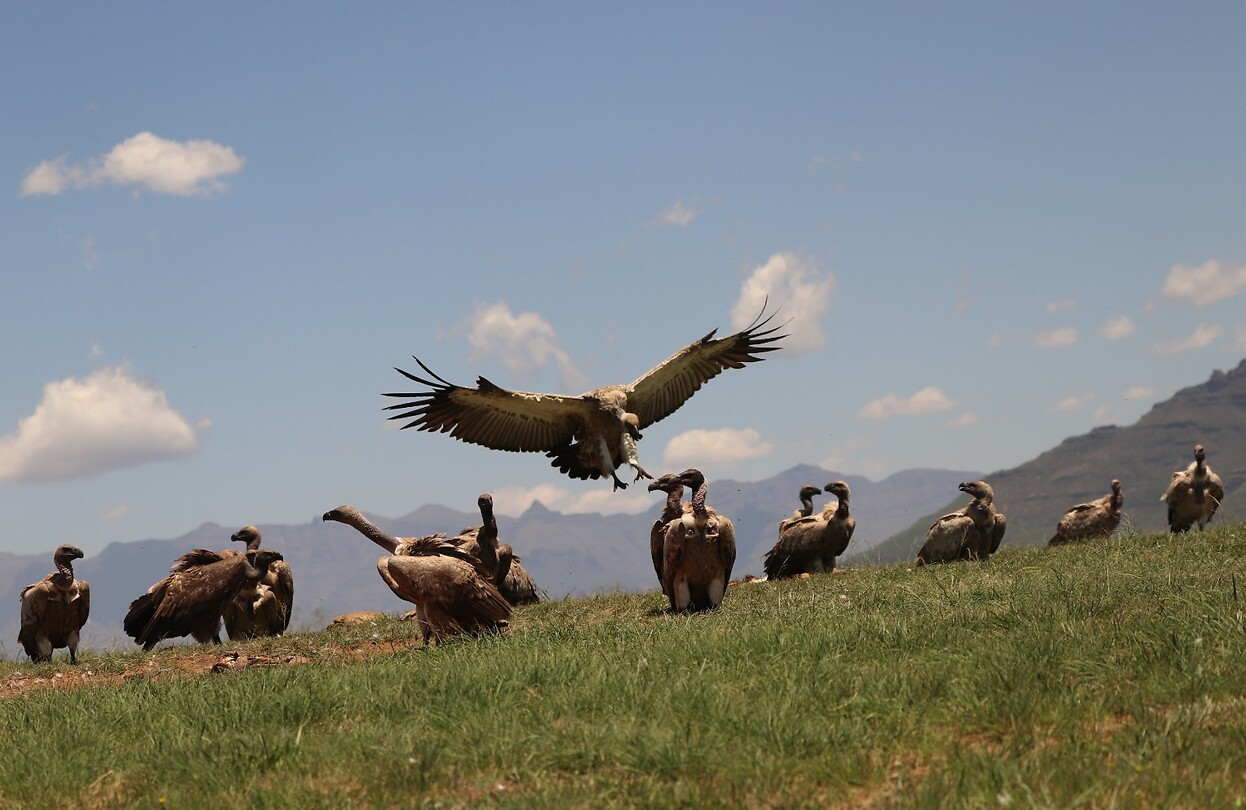 Landing