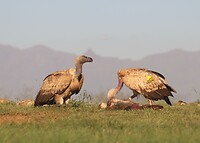 Cape Vultures