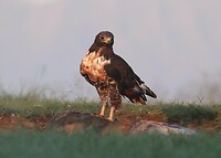 Jackal Buzzard