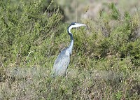 Black-Headed Heron