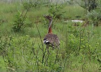 Denham's Bustard