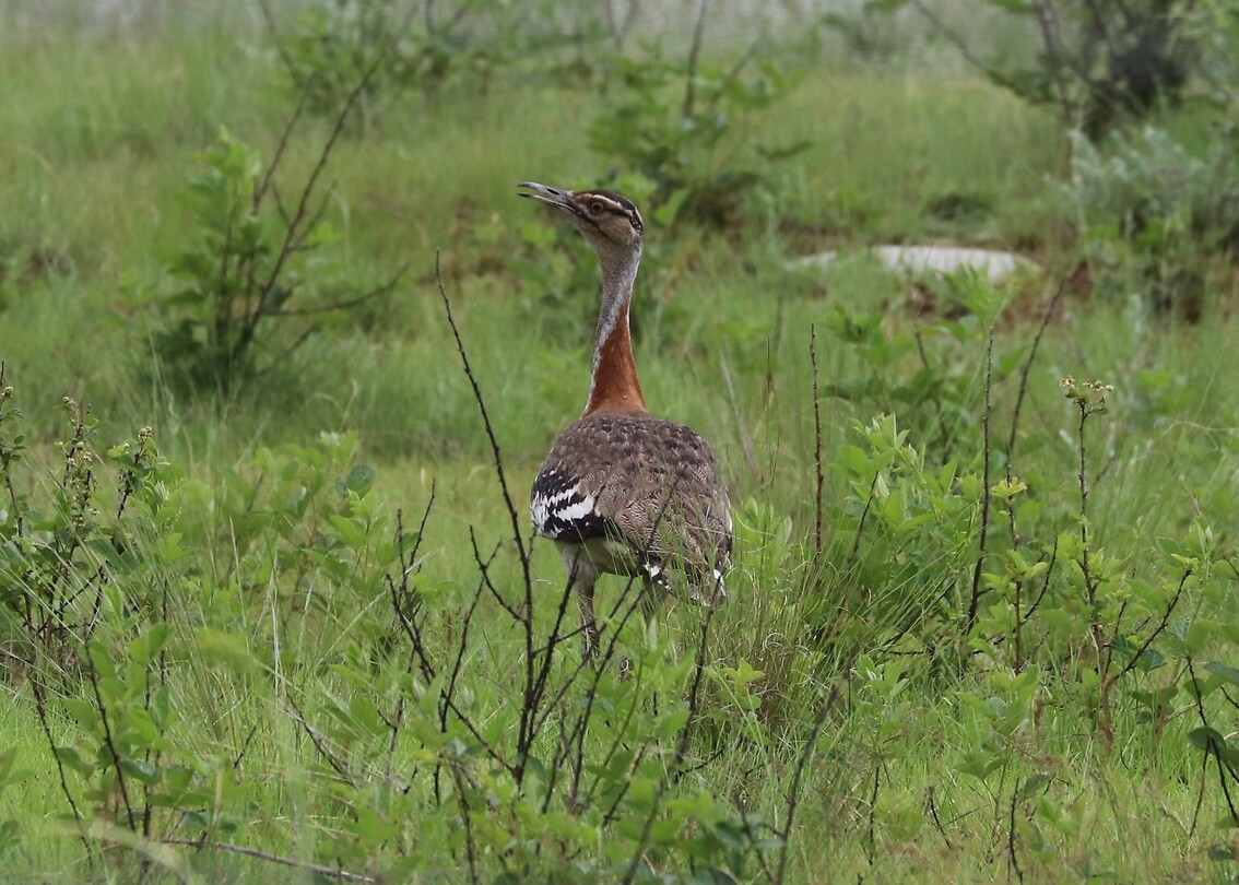 Denham's Bustard