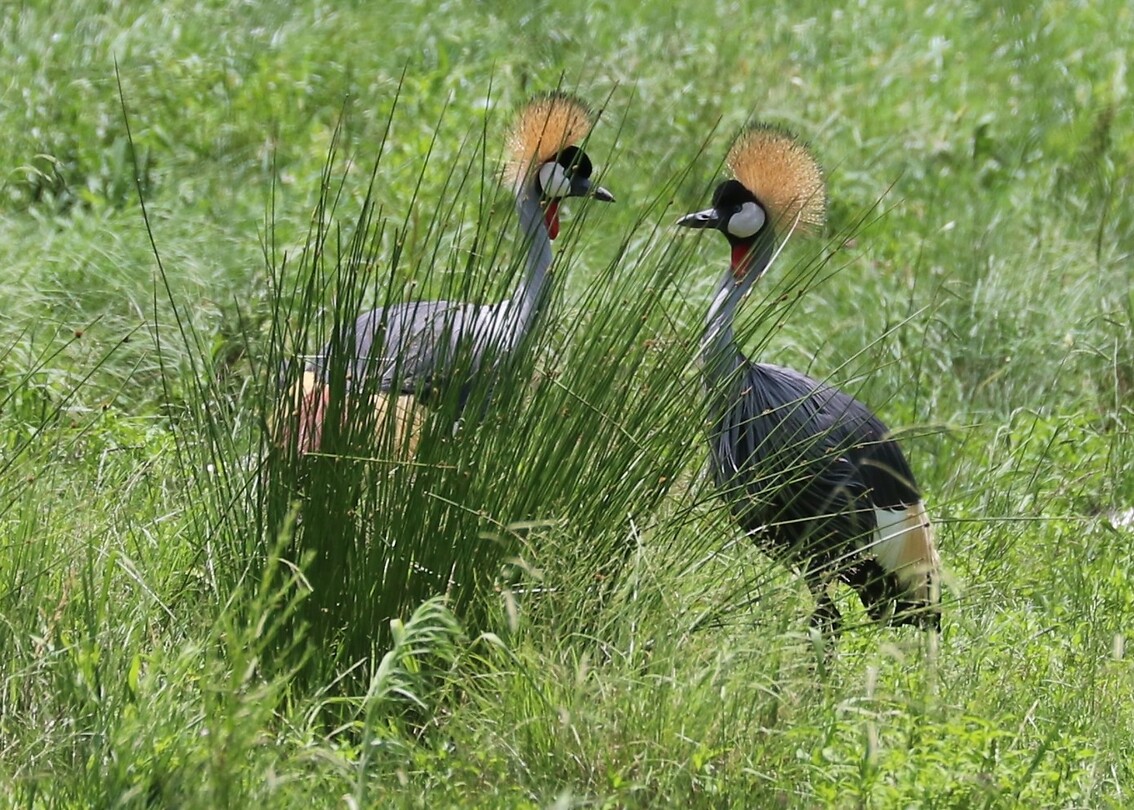 Grey Crowned Crane