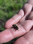 Bijzonder insect