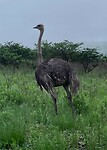 Ostrich