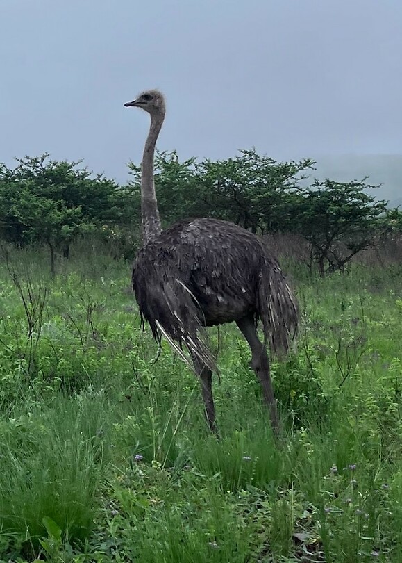 Ostrich
