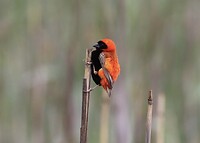 Red Bishop