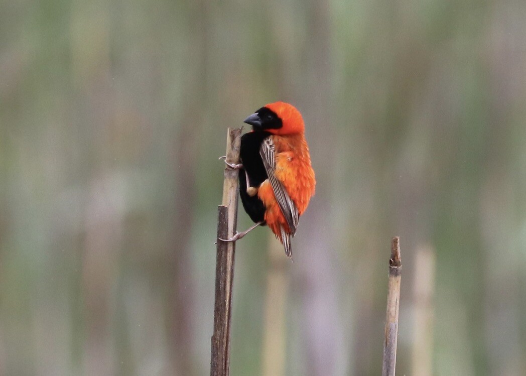 Red Bishop