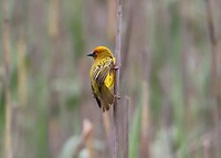 Cape Weaver