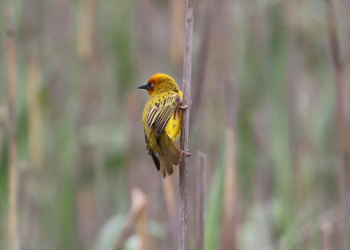 Cape Weaver