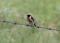 Stonechat
