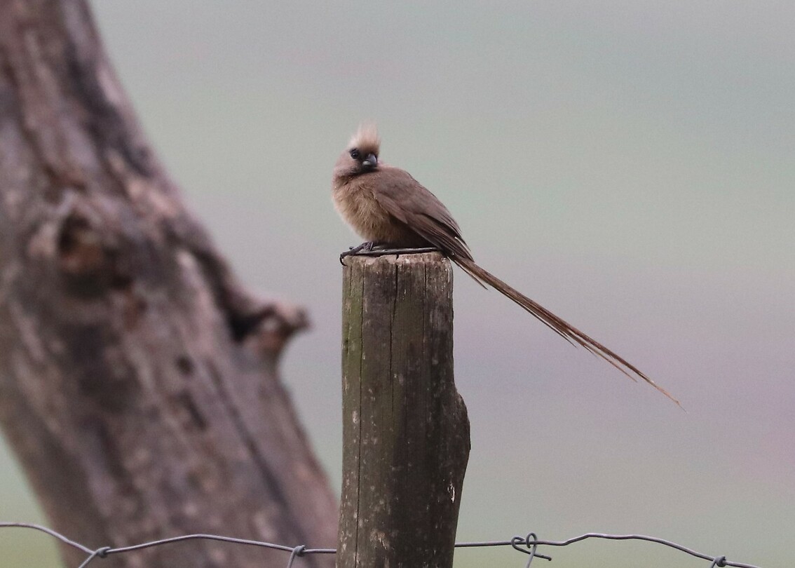 Speckled Mousebird