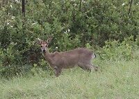 Natal Duiker