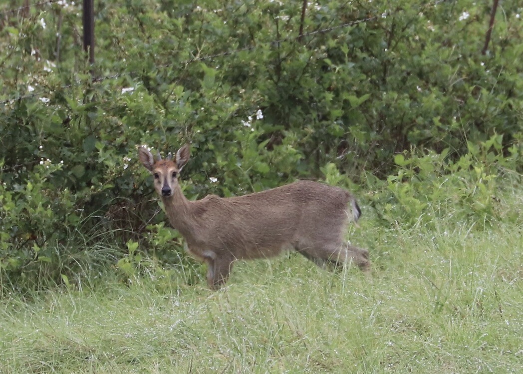 Natal Duiker