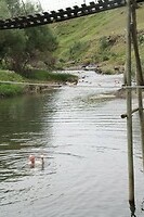 Waterrat