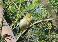 Cape White-Eye