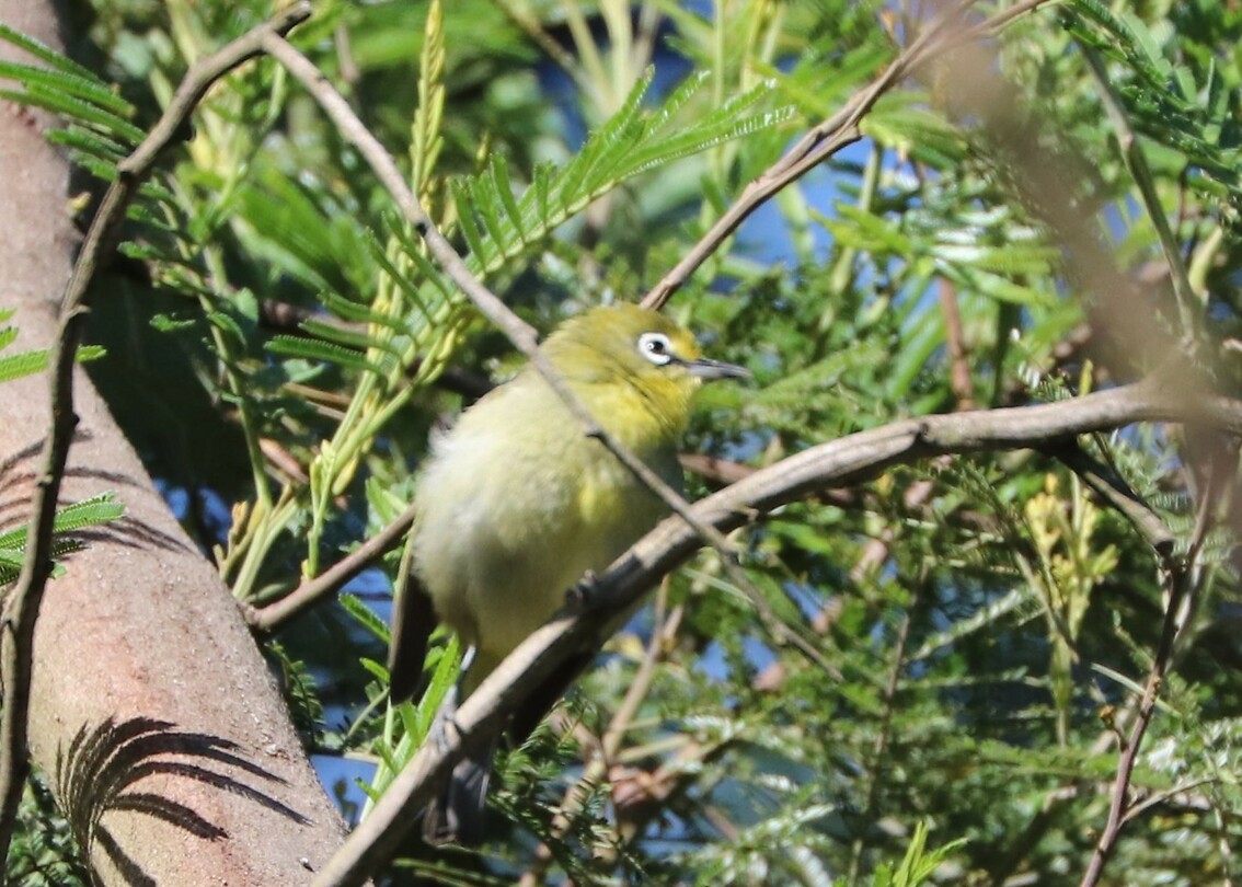 Cape White-Eye