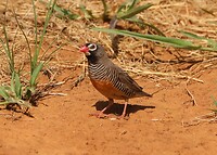 African-Quail Finch