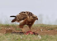 Jackal Buzzard