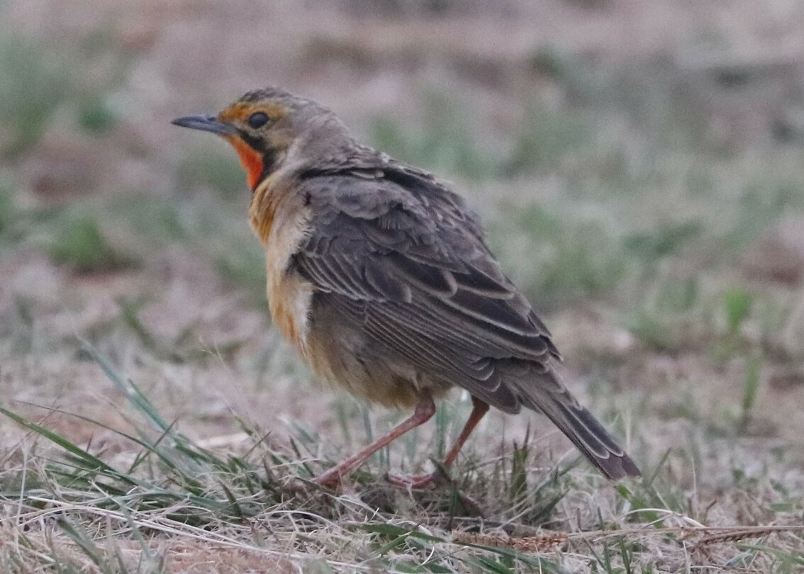 Red-Throated Longclaw