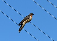 Red-Chested Cuckoo