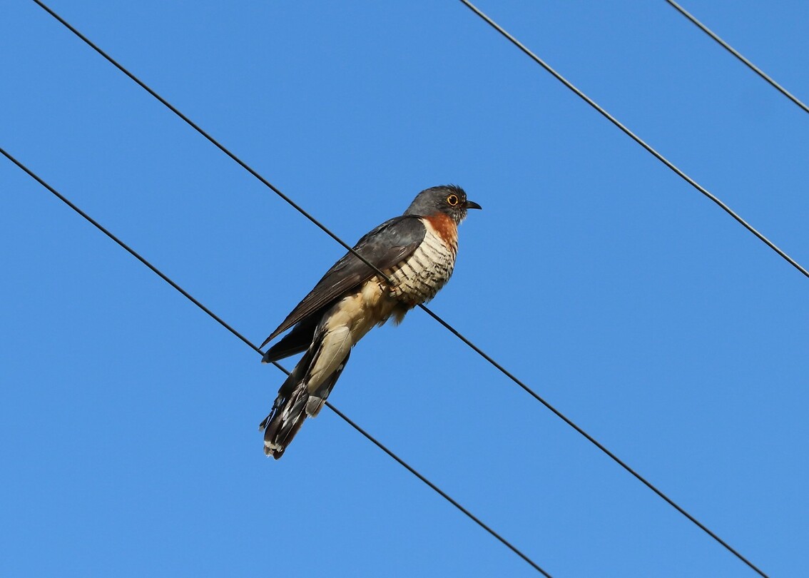 Red-Chested Cuckoo