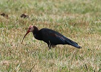 Southern-Bald Ibis