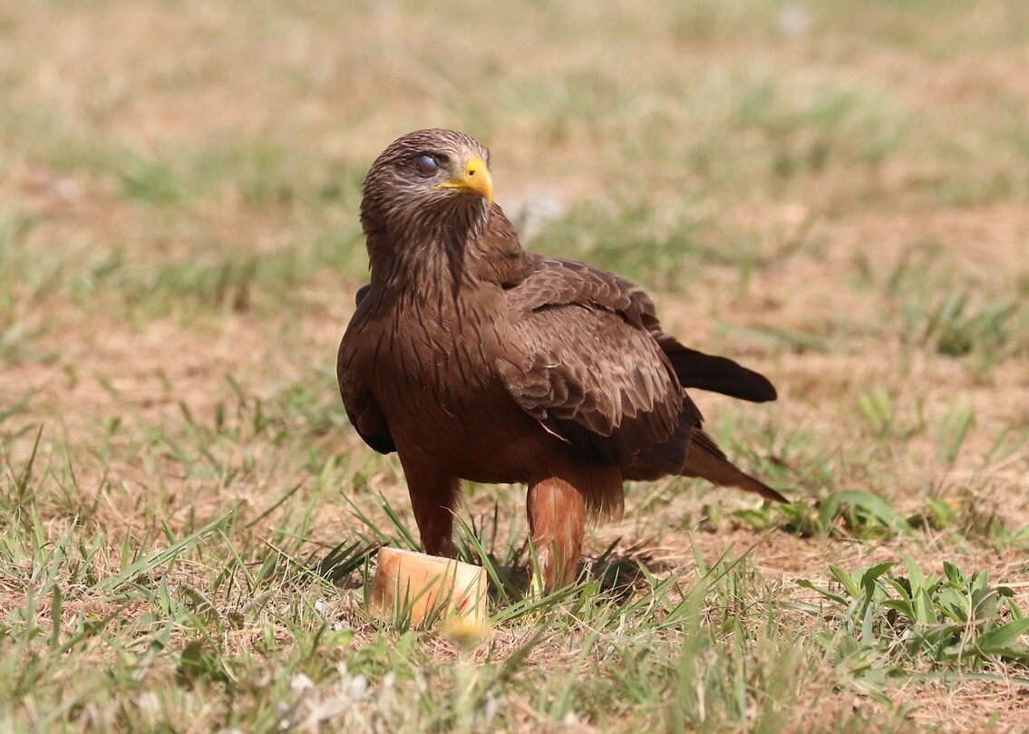 Yellow-Billed Kite