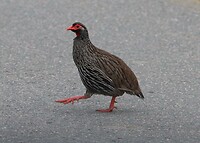 Red-Necked Spurfowl