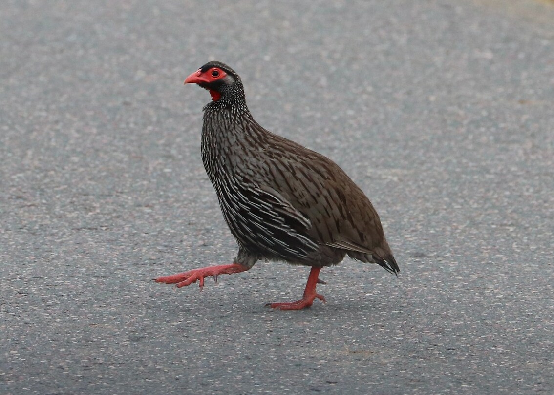 Red-Necked Spurfowl