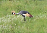 Gray Crowned Crane