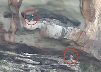 Bearded Vulture met jong