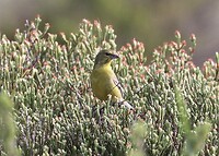 Drakensberg Siskin