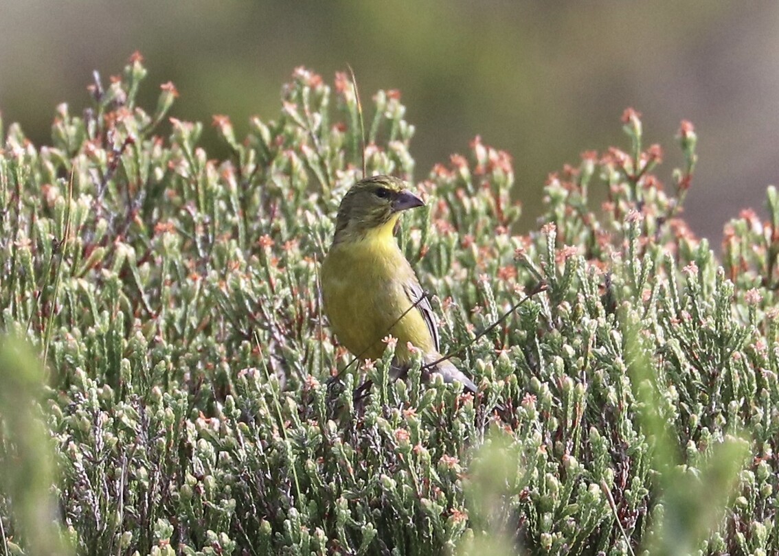 Drakensberg Siskin