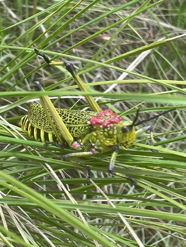 Sprinkhaan