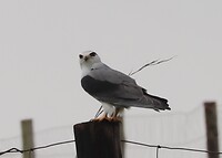 Black Shouldered Kite
