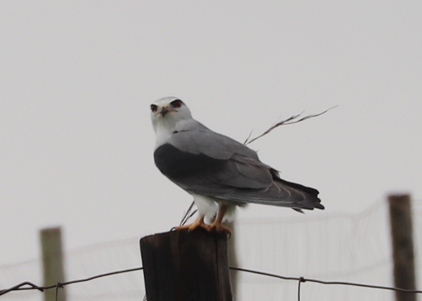 Black Shouldered Kite