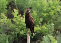 Long-Crested Eagle