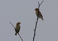 Forrest Canary