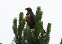 Jackal Buzzard