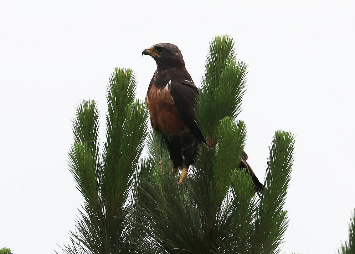 Jackal Buzzard
