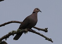 Cape Turtle Dove