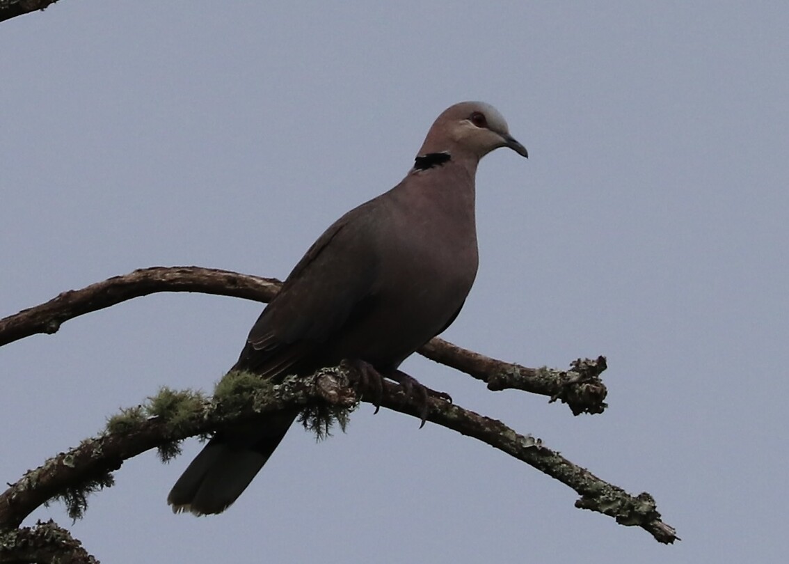 Cape Turtle Dove
