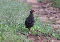 Red-Necked Spurfowl