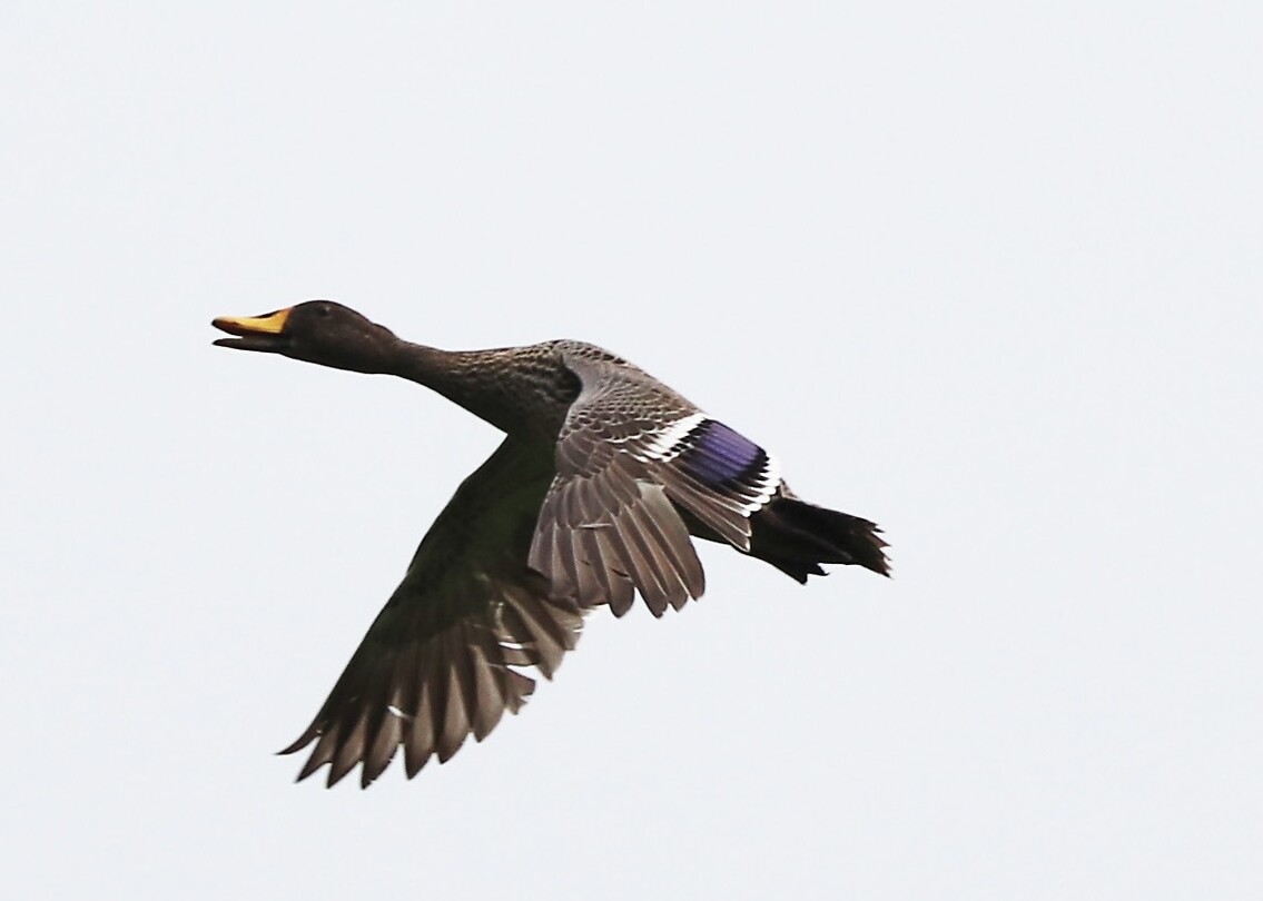 Yellow-Billed Duck
